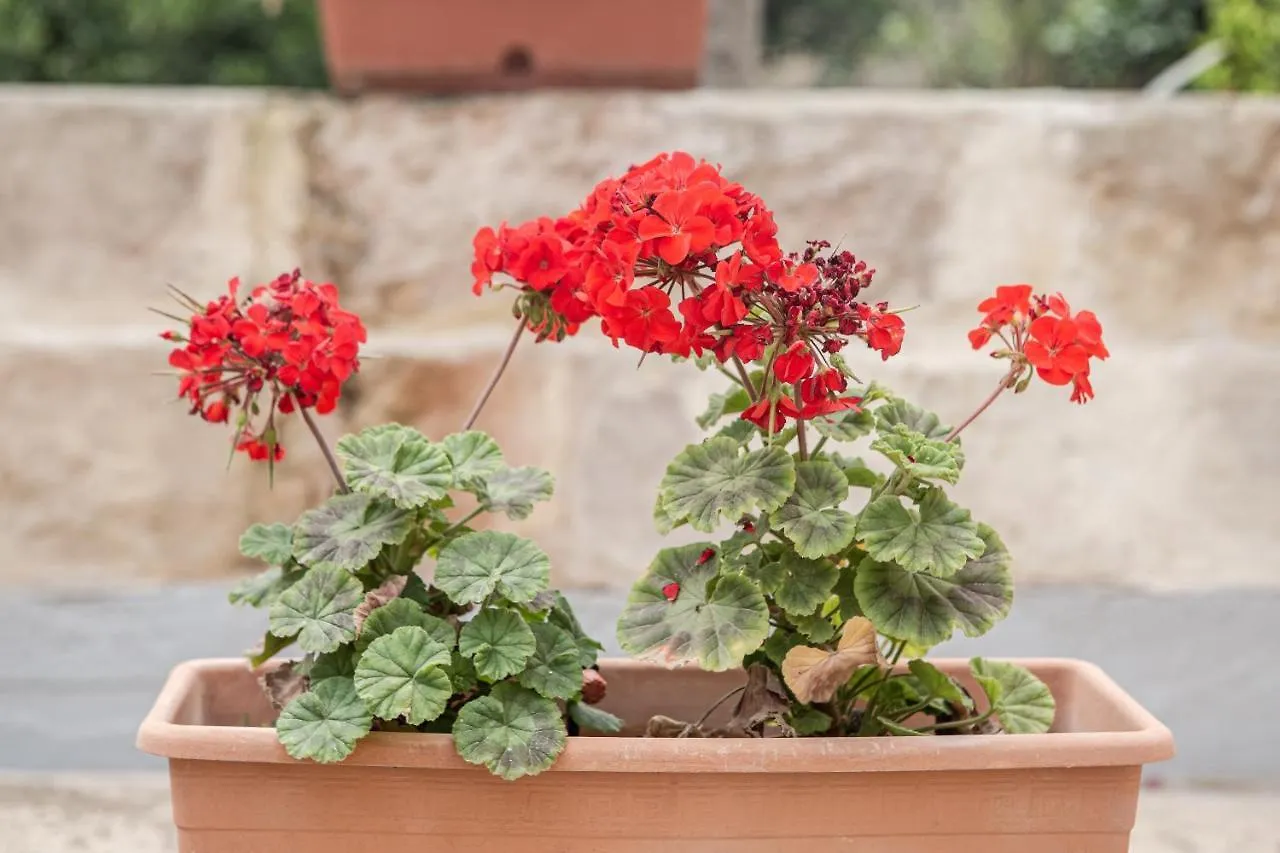 Ta' Bertu Host Family Bed & Breakfast Panzió Ħal Far