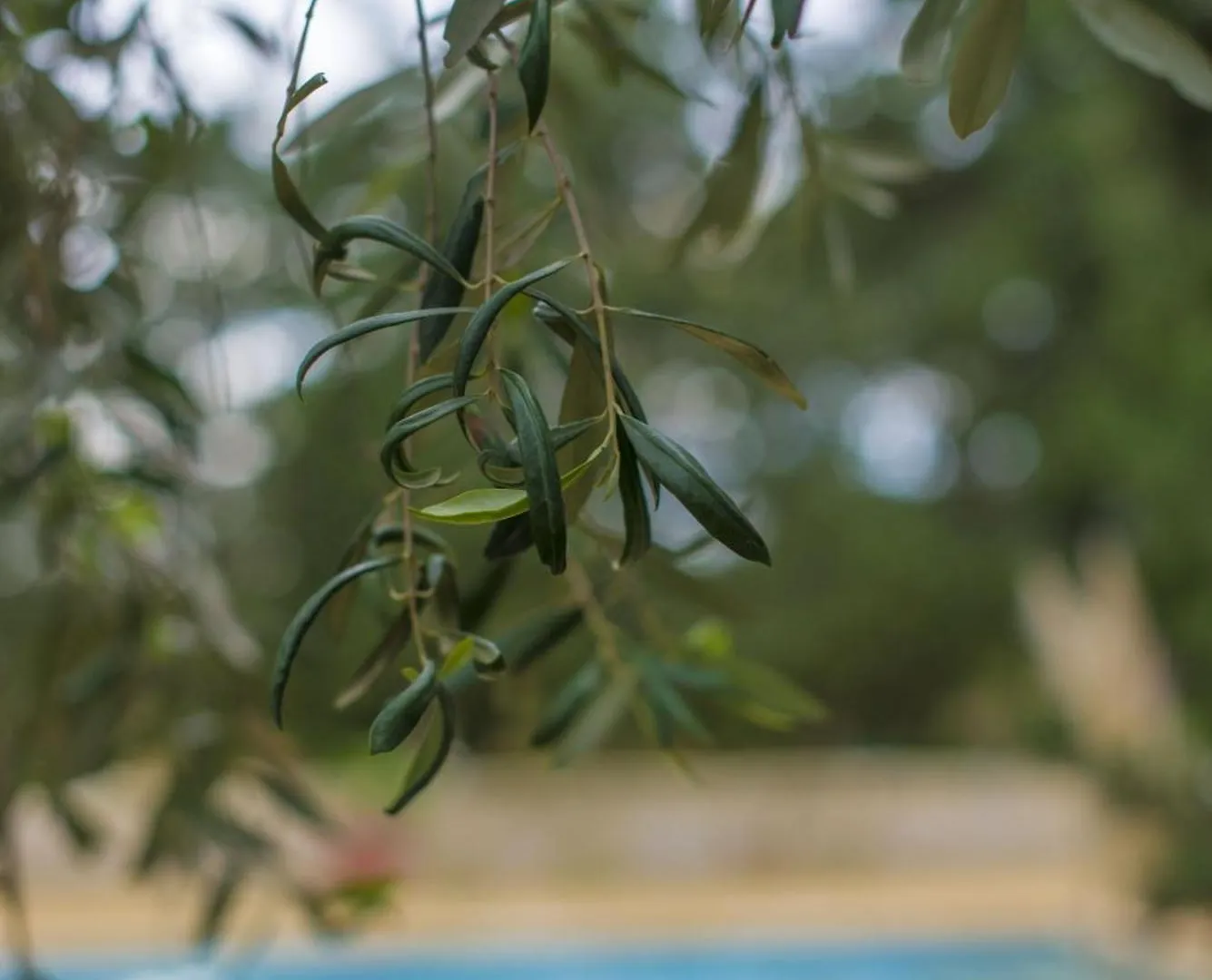 Ta' Bertu Host Family Bed & Breakfast Panzió Ħal Far