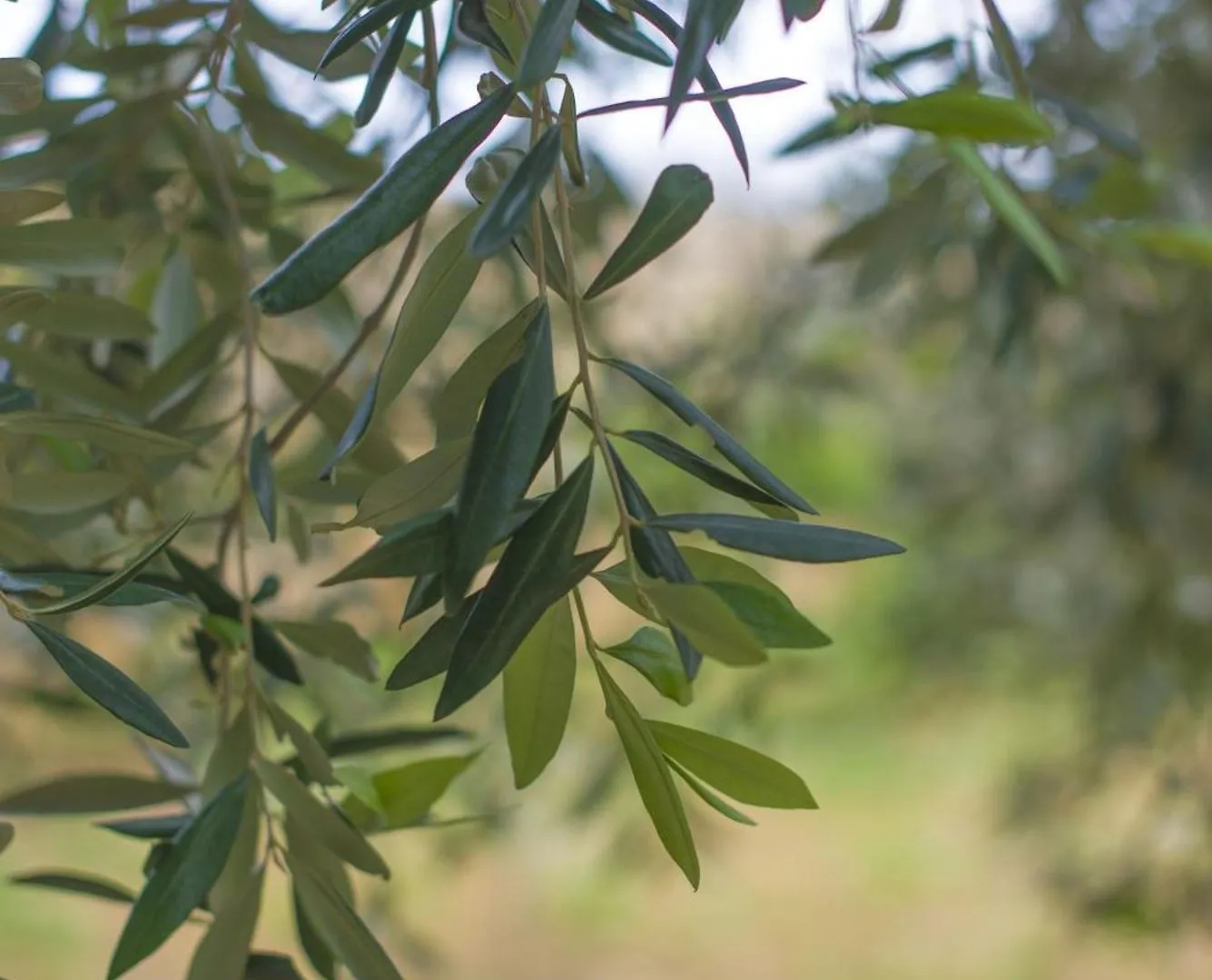 Bed and Breakfast Ta' Bertu Host Family Bed&Breakfast Ħal Far Frühstückspension